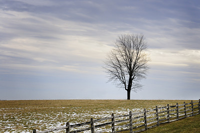 孤树与篱笆图片下载