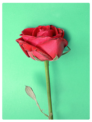 红色玫瑰花加绿色图片下载