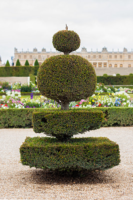 法国花园的一种灌木图片下载