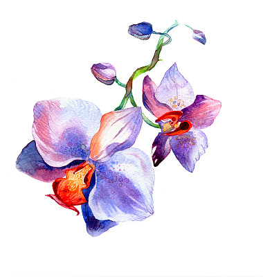 新观点的兰花水彩手绘明信片图片下载