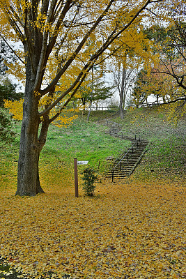 日本的秋天-落下的银杏叶图片下载