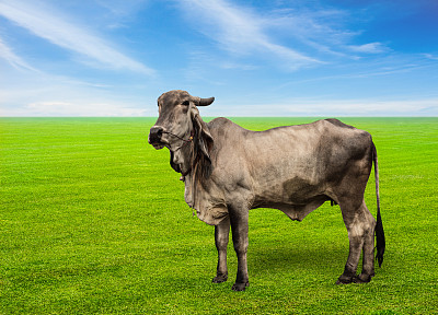 草地上的牛图片下载
