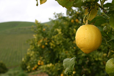 柠檬的时间图片下载