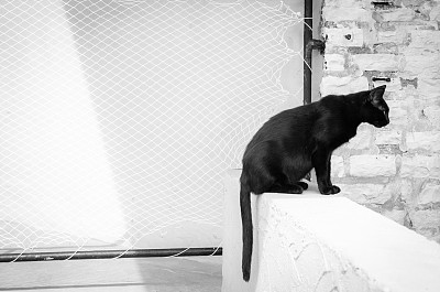 黑猫的动物素材图片