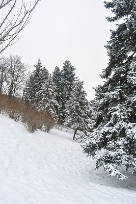 冬天的公园图片下载