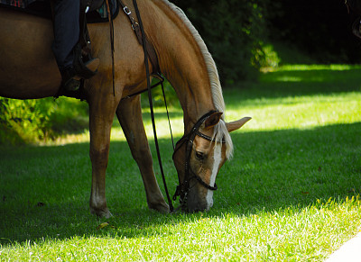 为散步做准备图片下载