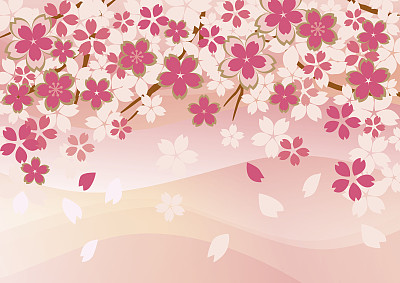 美丽的日本樱花图片下载