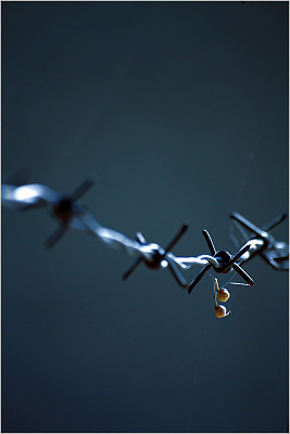 被蛛网缠住了图片下载