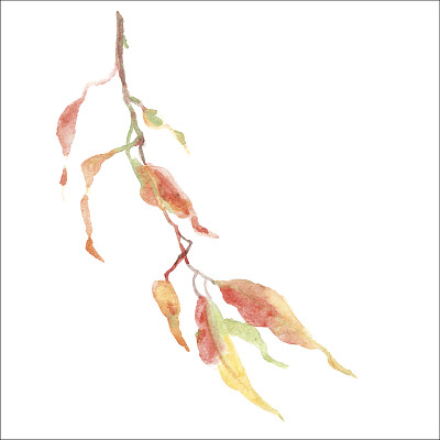 树枝上的黄叶。图片下载