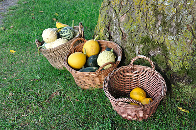 三个篮子的南瓜图片下载