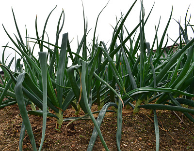 绿洋葱图片下载