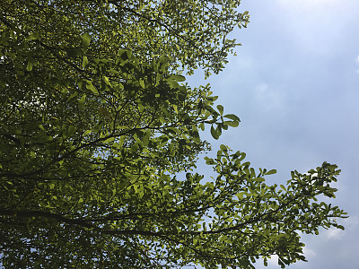 绿色的树叶图片下载