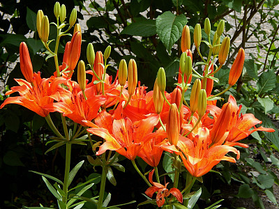 橙色的百合花。图片下载