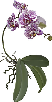 蝴蝶兰的逼真插图图片下载