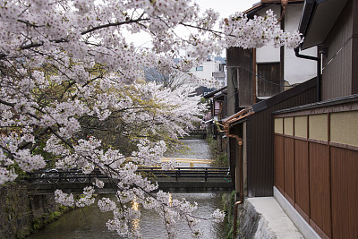 樱花盛开在京都白川园图片下载