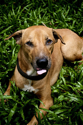 狗在草地上休息图片下载