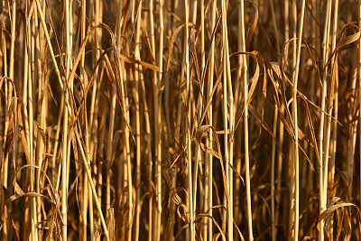 小麦秸秆的背景图片下载
