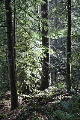 在浓雾弥漫的森林里，各种各样的树木图片下载