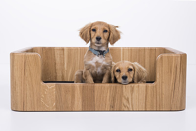 小狗在床上图片下载