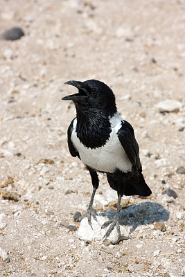 无任乌鸦图片下载