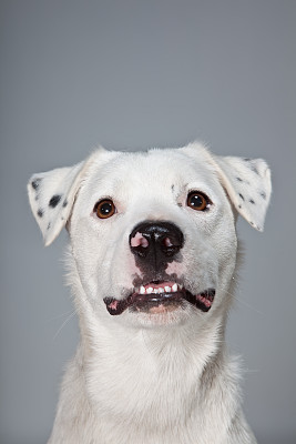 白狗强烈图片下载