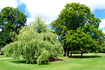 正式花园中的树木图片下载