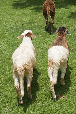 羊从后方在绿色的牧场图片下载