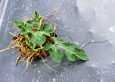 年轻的绿色的生菜图片下载