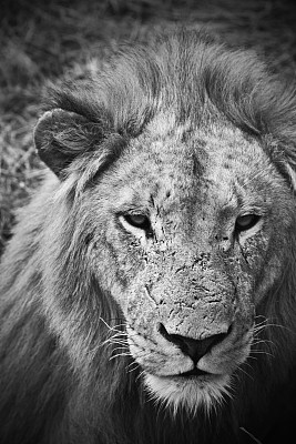 狮子王图片下载