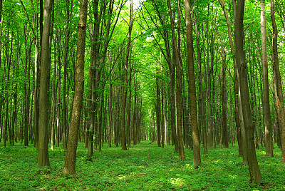 森林图片下载