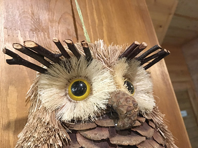 猫头鹰图片下载