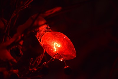 明亮的红色圣诞灯与浆果图片下载