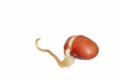 豆芽图片下载
