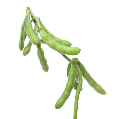 白色背景上是新鲜收获的大豆(毛豆)图片下载