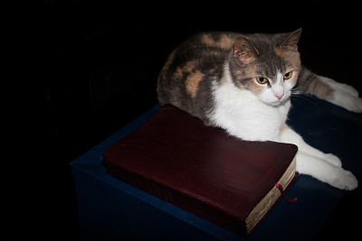 《圣经》中的猫图片下载