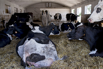 牛棚用母牛来赚干草图片下载