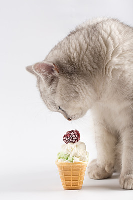 可爱的猫和美味的冰淇淋图片下载