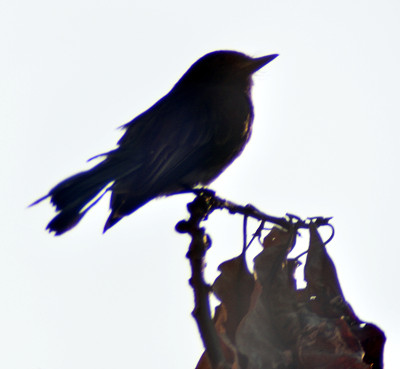 捕蝇者的剪影图片下载