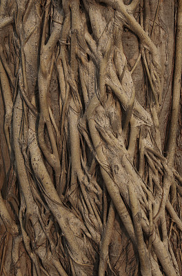 悦榕庄图片下载