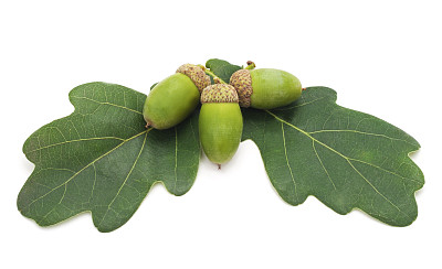 橡子在树叶。图片下载