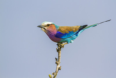 南非克鲁格国家公园里的丁香胸滚轴图片下载