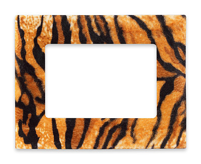 野生动物毛皮老虎照片框架孤立在白色的背景图片下载