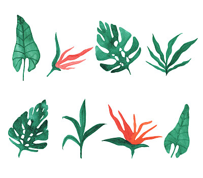 手绘水彩热带树叶和天堂花素材图片下载