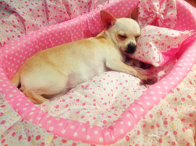 吉娃娃睡在粉红色的狗床上图片下载