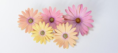 粉红色和黄色的雏菊全景图片下载