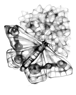 蝴蝶画图片下载