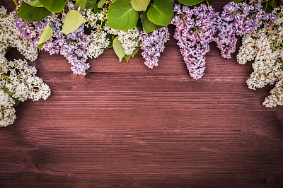 丁香花是白色和丁香花。以绿色花园为背景的淡紫色小插画。背景。文本的地方图片下载