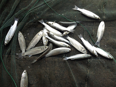 捕获鲻鱼图片下载