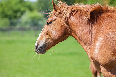 板栗工作马头和马肩外形。图片下载