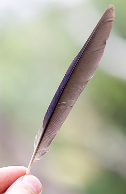 鸟的羽毛图片下载